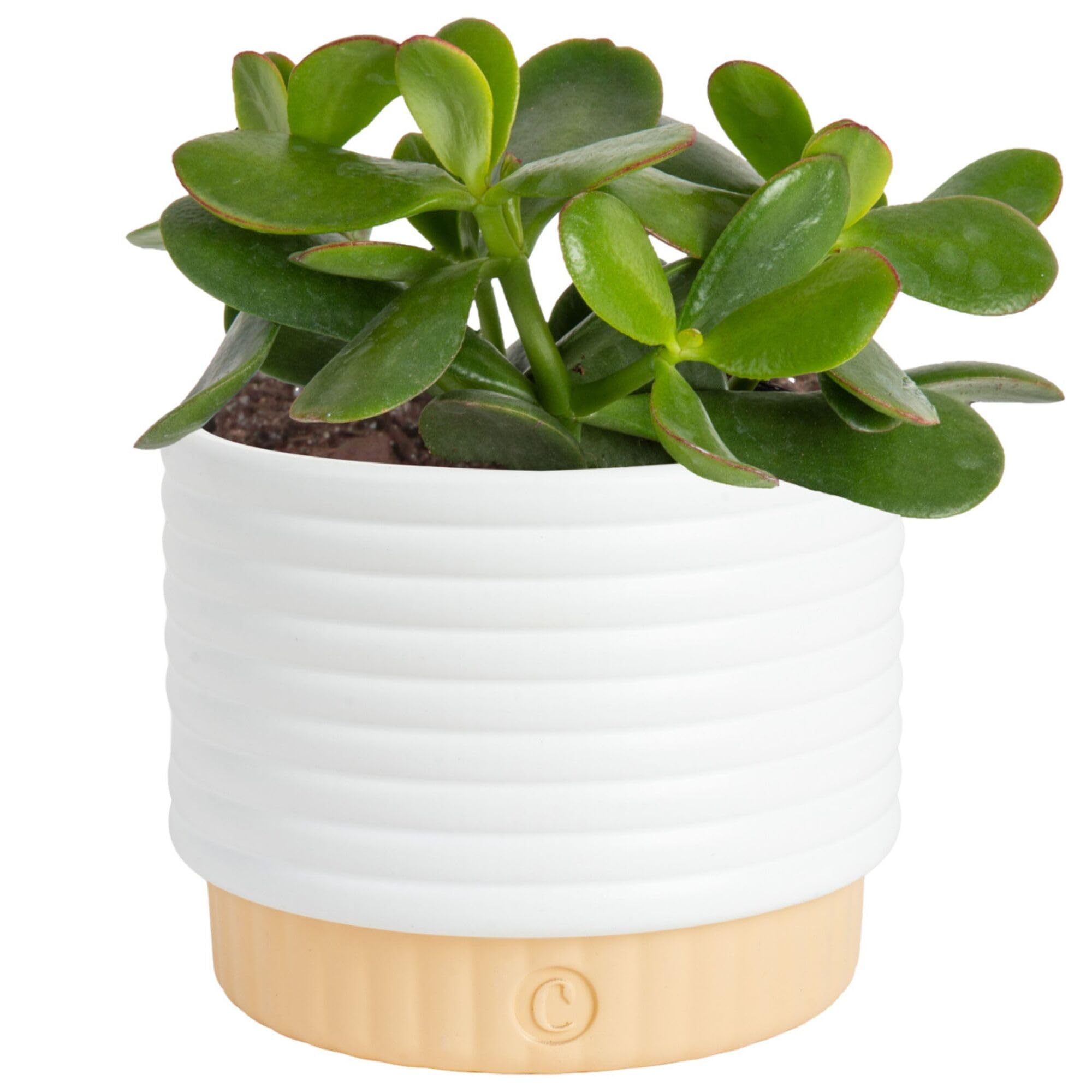 Costa Farms Jade plant in decorative pot on a sunny desk for easy-care decor