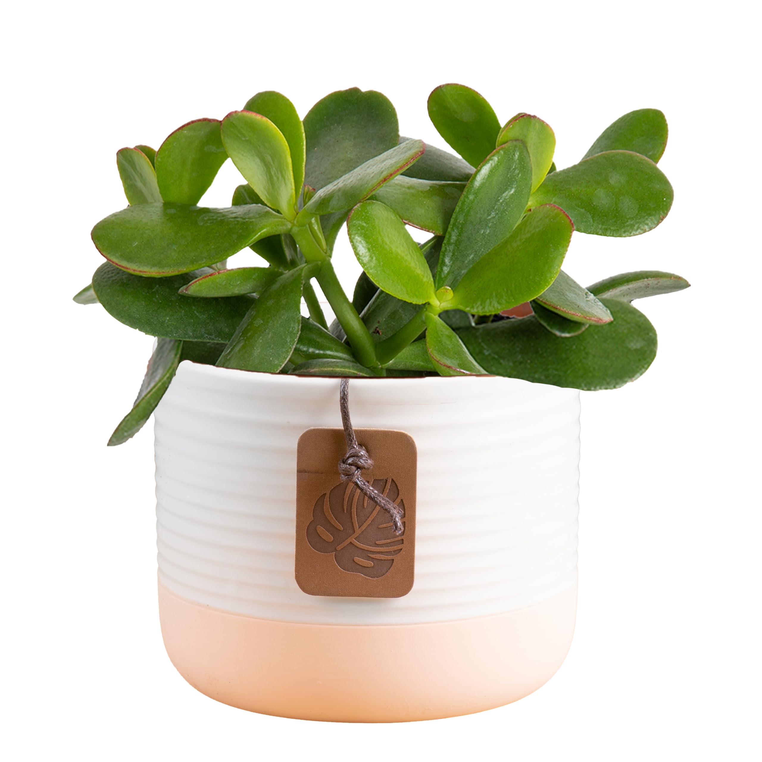 Costa Farms Jade Plant in decorative pot for stylish home decor