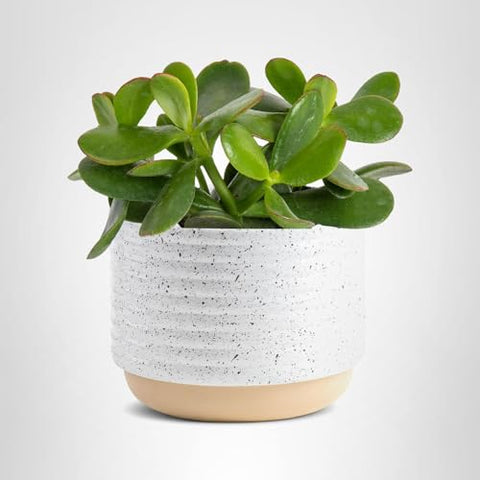 Costa Farms Jade plant in decorative pot suits home, room, or office decor