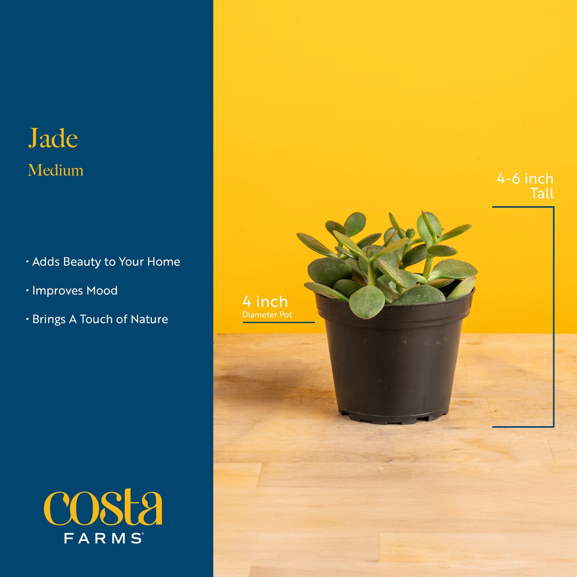 Costa Farms Jade live plant in decorative pot fits compact spaces