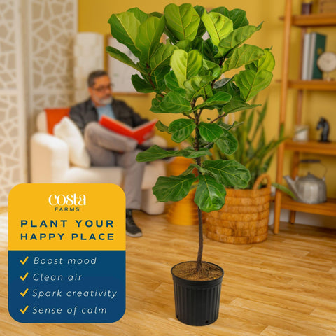 Costa Farms large indoor plant ready to elevate home decor