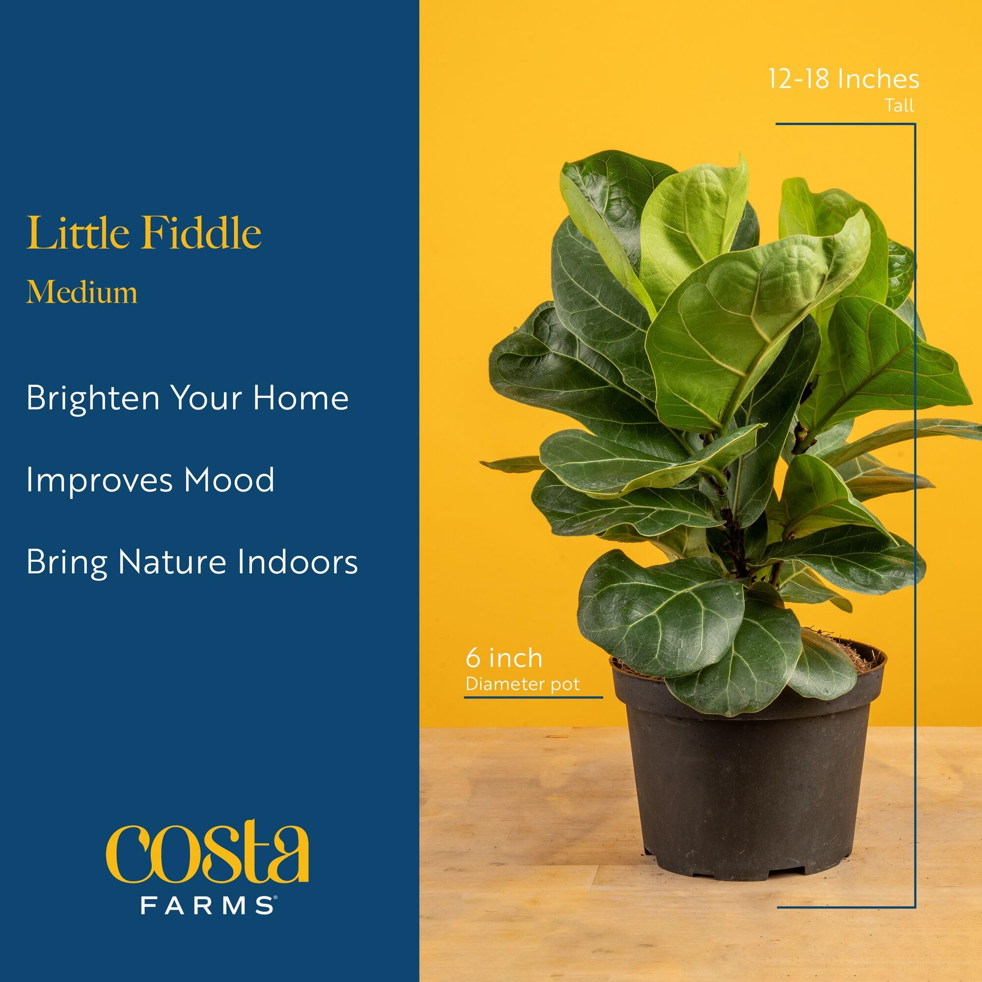Costa Farms Little Fiddle Leaf Fig in indirect light thrives indoors