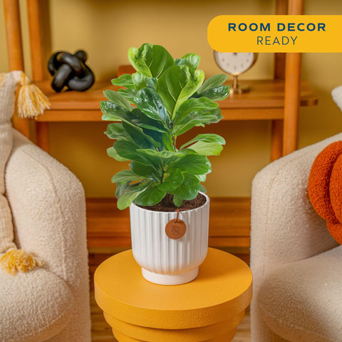 Close-up of Costa Farms Little Fiddle Leaf Fig leaves shows glossy, healthy foliage