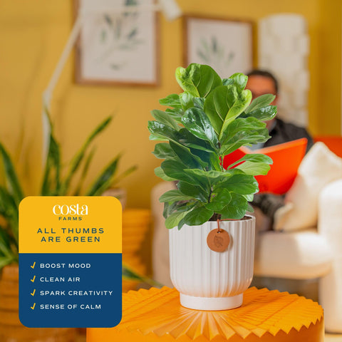 Costa Farms Little Fiddle Leaf Fig packaging emphasizes farm-fresh quality