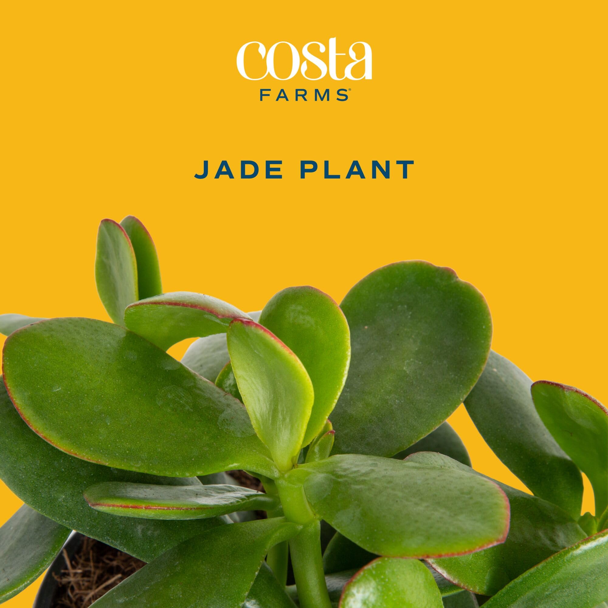 Costa Farms live jade plant closeup leaves showing healthy vivid foliage