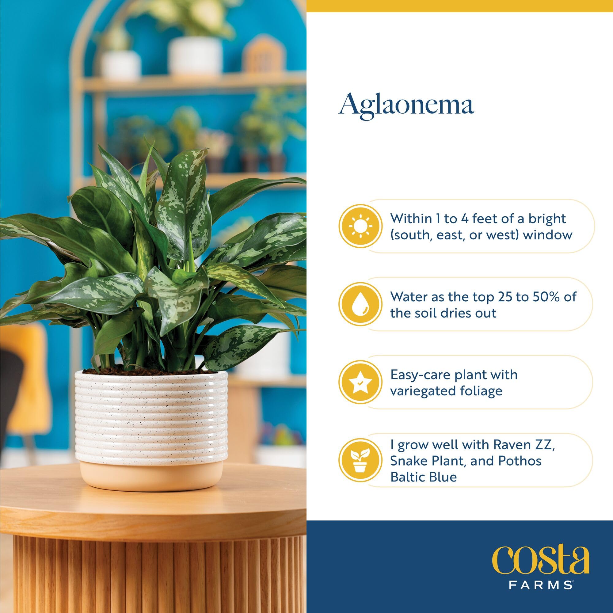 Costa Farms living room setup emphasizes natural decor and relaxing vibes.
