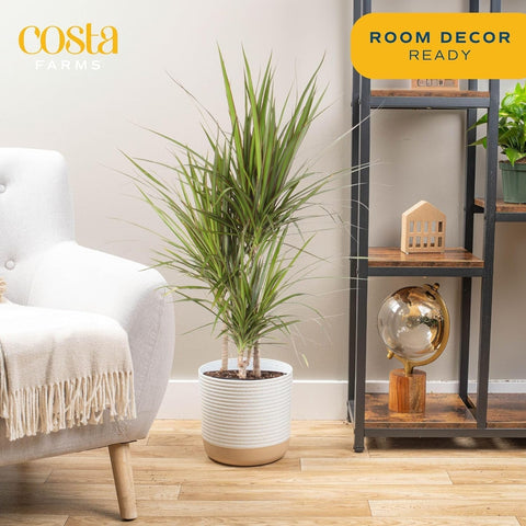 Costa Farms Madagascar Dragon Tree, 3 to 4 feet tall, adds vertical interest indoors.