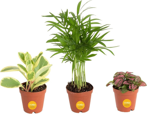 Costa Farms mini live plants 3-pack brighten small spaces and desktops