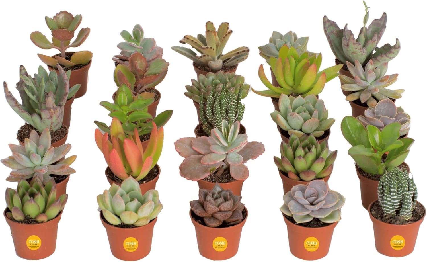 Costa Farms mini succulents Haworthia variety in a bright desk display for home or office.