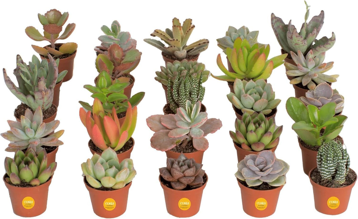 Costa Farms mini succulents Haworthia variety in a bright desk display for home or office.