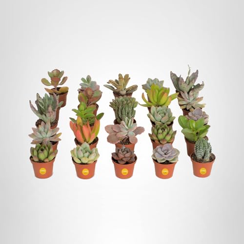 Costa Farms mini succulents table centerpiece adds natural charm to gatherings.