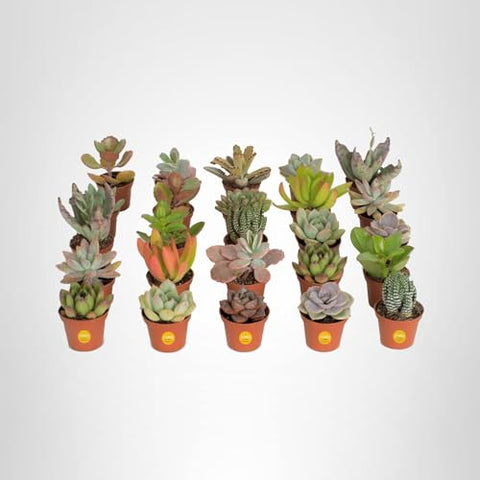 Costa Farms mini succulents table centerpiece adds natural charm to gatherings.