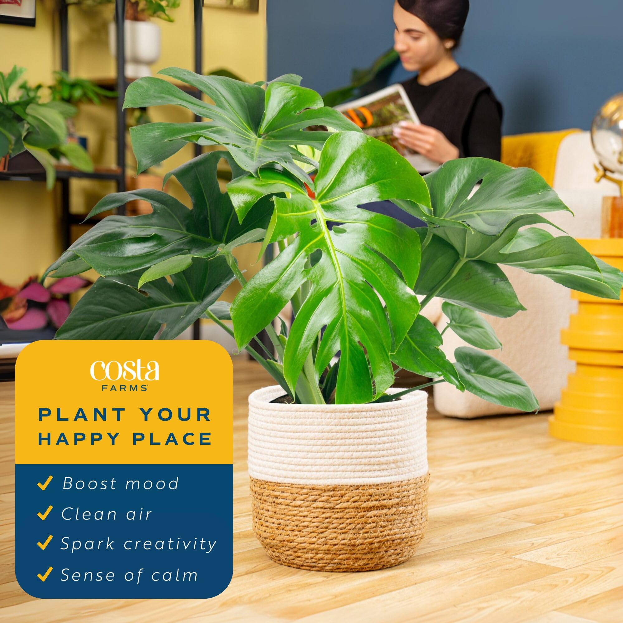 Costa Farms Monstera in a décor pot with no drainage holes for spill-free setup.