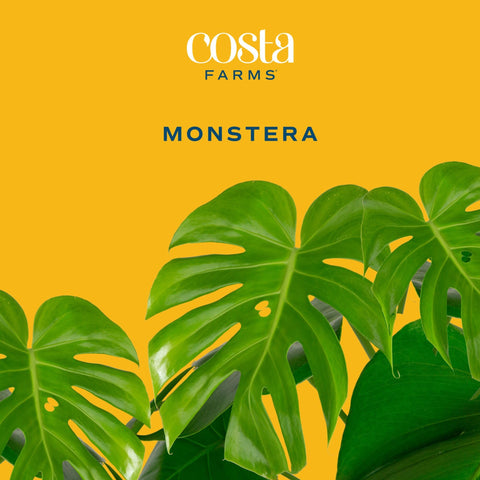 Costa Farms Monstera Deliciosa with bright indirect light enhances tropical interior style