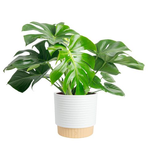 Costa Farms Monstera Deliciosa leaf close-up showing iconic fenestrations