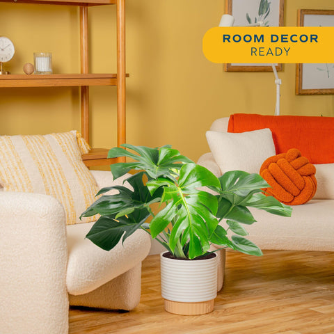 Costa Farms Monstera Deliciosa in decorative pot highlights lush, bold foliage