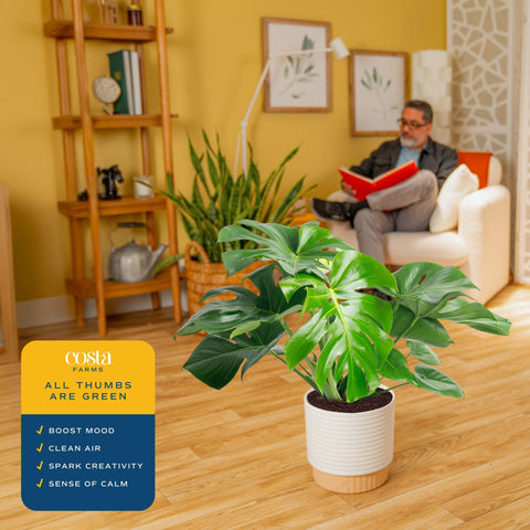 Costa Farms Monstera Deliciosa in living room corner adds natural texture