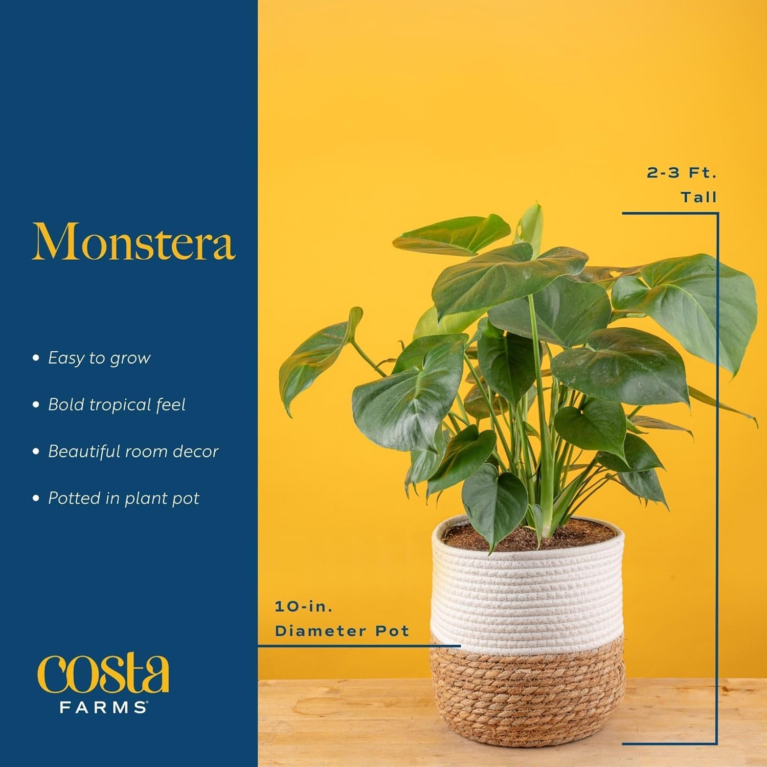 Costa Farms Monstera Deliciosa front view emphasizes dramatic leaf splits
