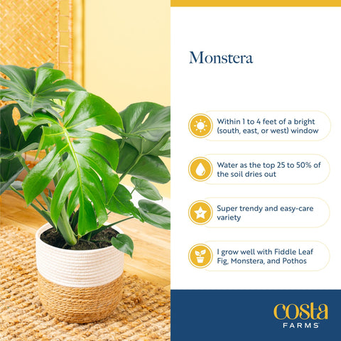 Costa Farms Monstera placed on an office desk boosts greenery.