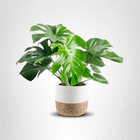 Costa Farms Monstera care tip: fertilize in spring and summer.