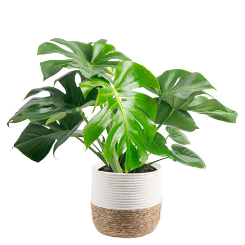 Costa Farms Monstera Swiss Cheese leaves close-up, vibrant green foliage for bright interiors.