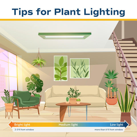 Costa Farms Monstera weekly watering supports healthy growth.