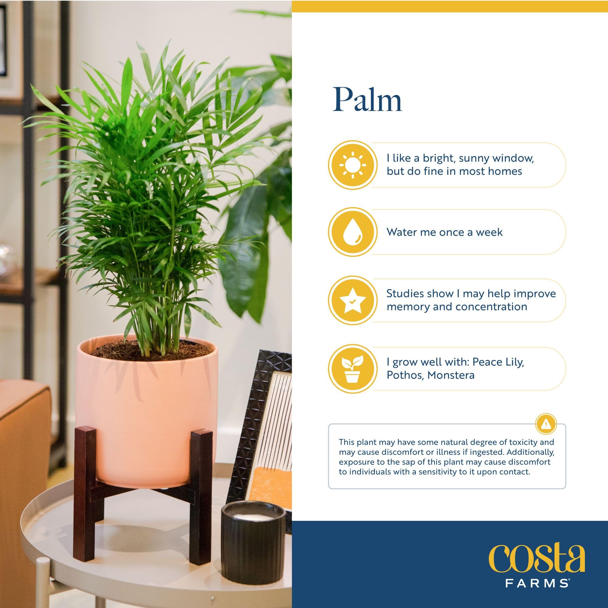 Costa Farms Parlor Palm in office setup enhances airiness and style.