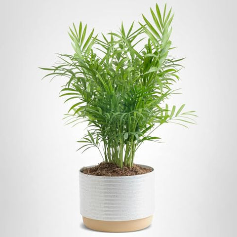 Costa Farms Parlor Palm care tips on packaging help new owners.