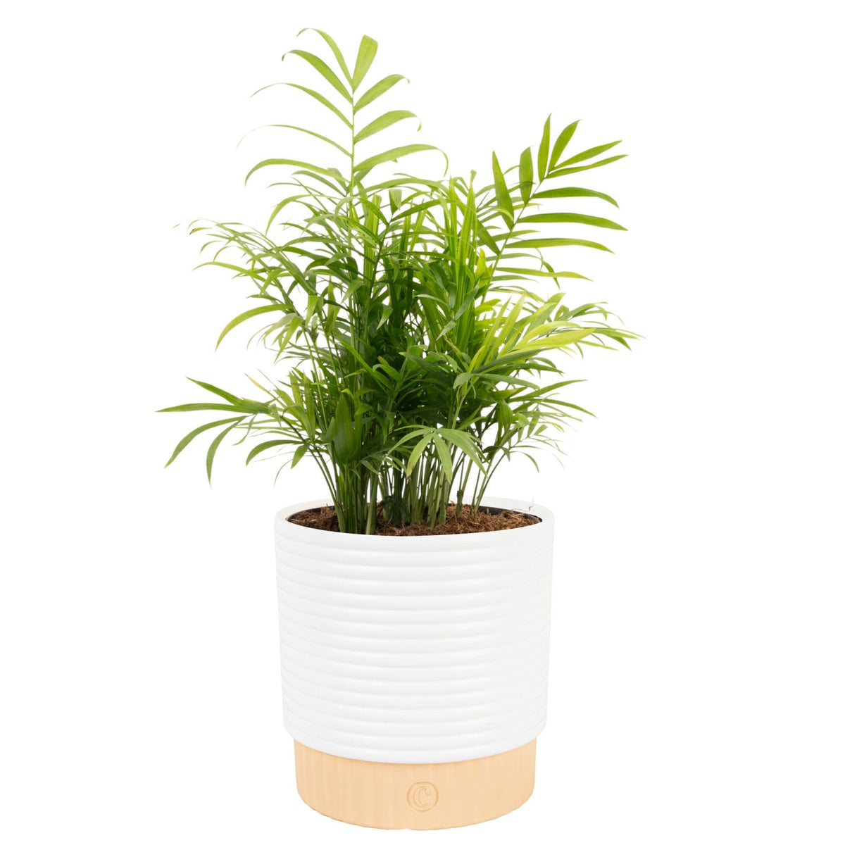 Costa Farms Parlor Palm fronds closeup adds lush tropical ambience to any room.