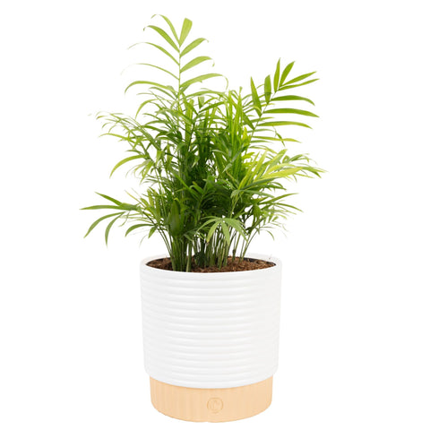 Costa Farms Parlor Palm fronds closeup adds lush tropical ambience to any room.