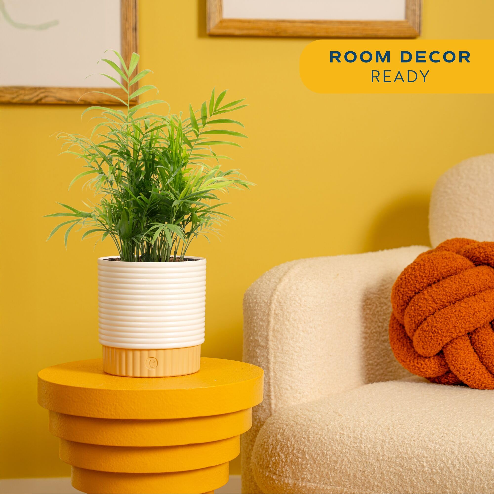 Costa Farms Parlor Palm in decorative pot brightens tabletops with easy, low-maintenance care.