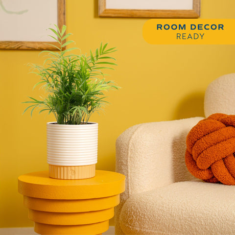 Costa Farms Parlor Palm in decorative pot brightens tabletops with easy, low-maintenance care.