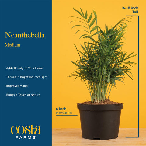 Costa Farms Parlor Palm near a sunny window adds natural greenery.