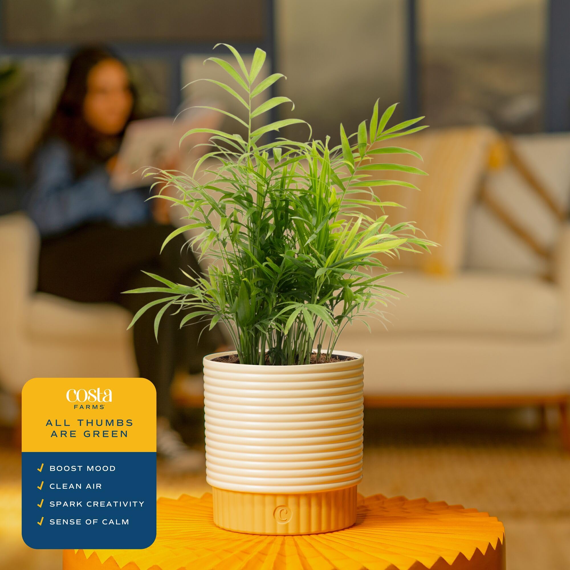 Costa Farms Parlor Palm ships ready to display in its planter.