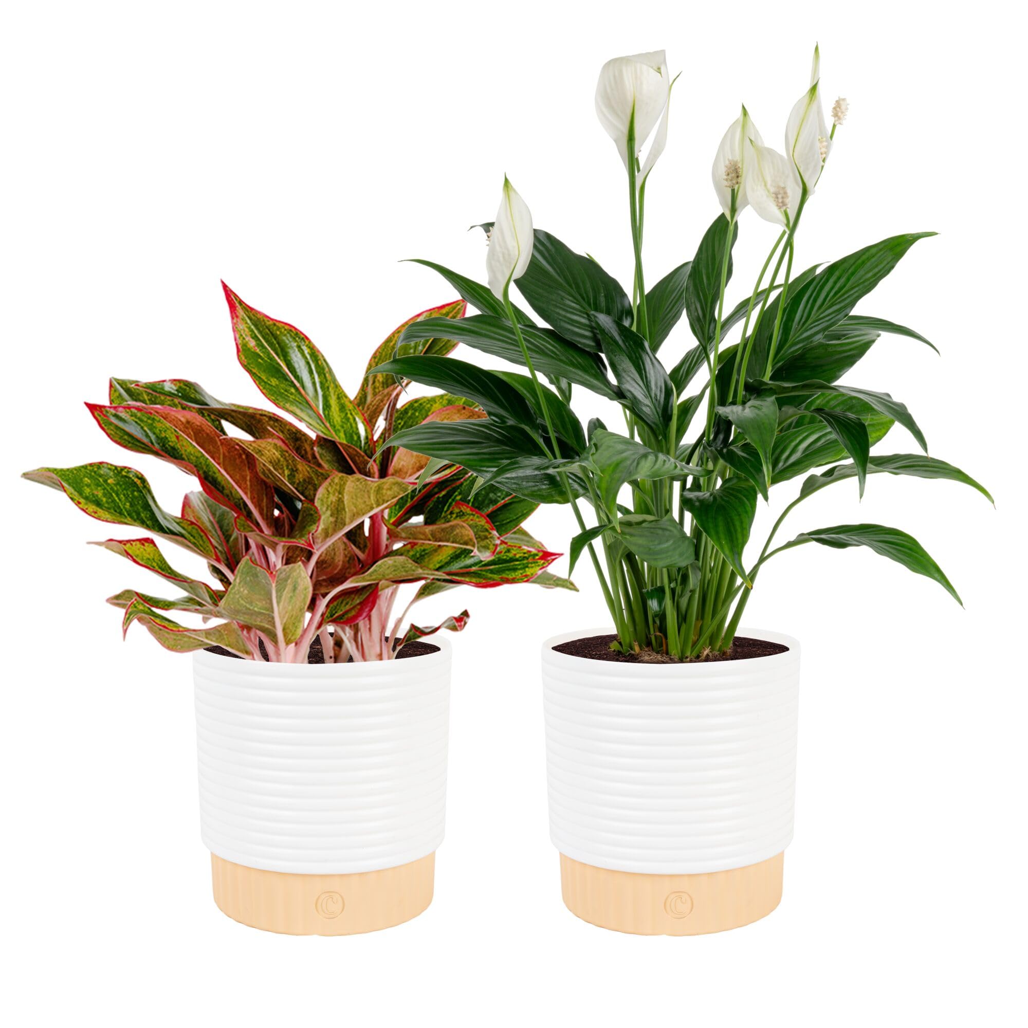 Costa Farms Peace Lily bloom adds serene ambiance and calm to living spaces.