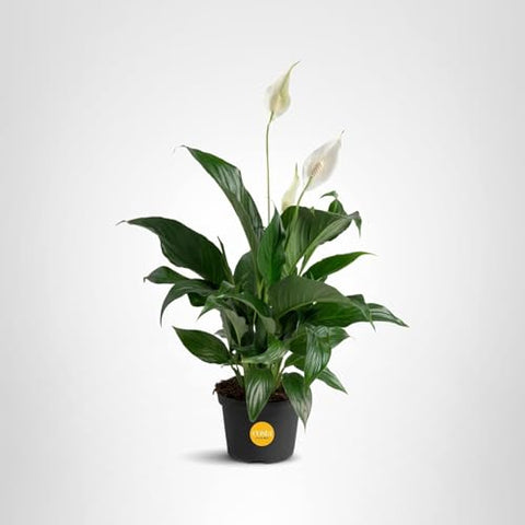 Costa Farms Peace Lily care guide helps easy maintenance.
