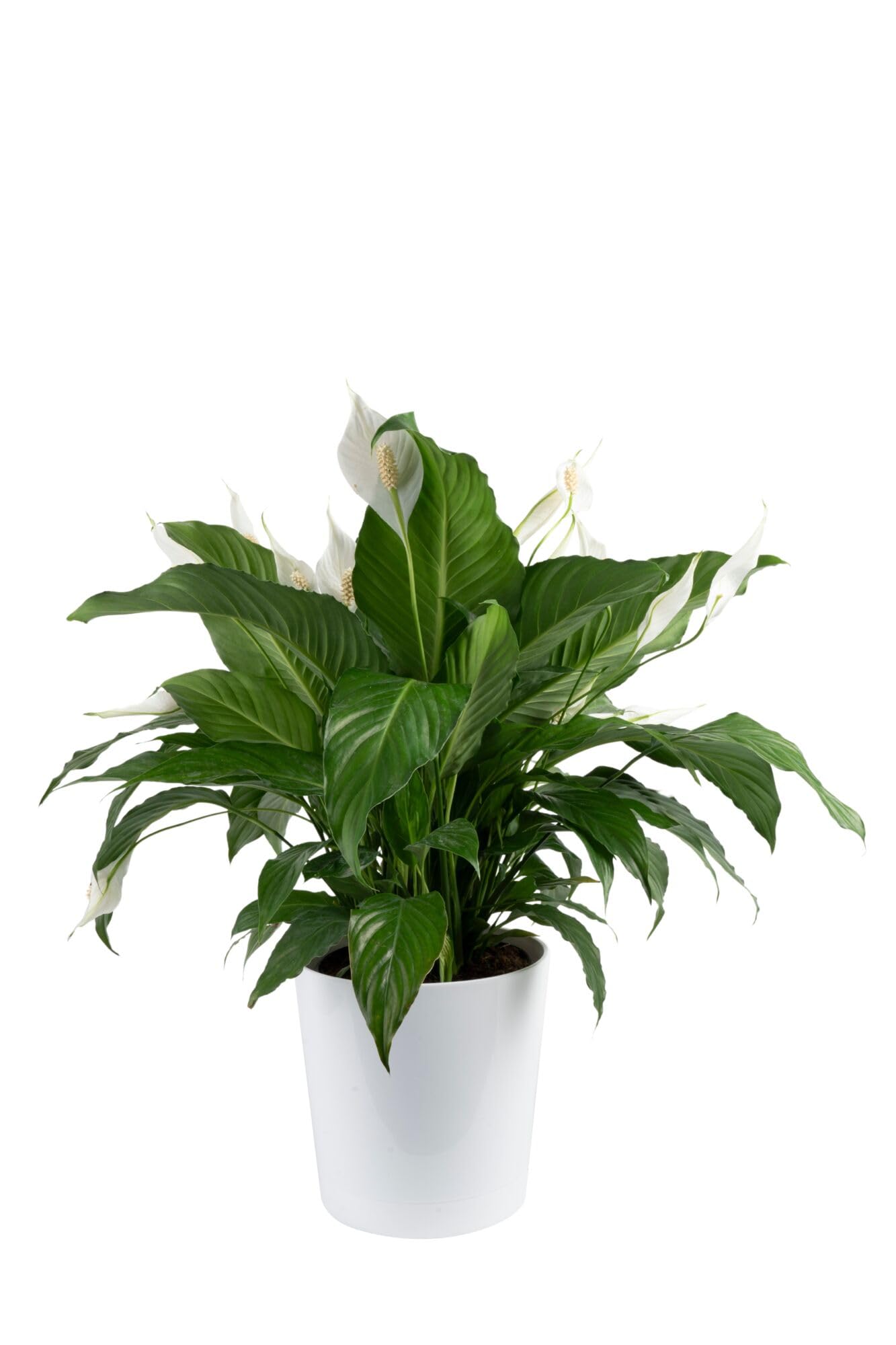 Costa Farms Peace Lily plant in decorative pot adds elegant room decor