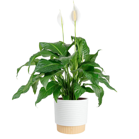 Costa Farms Peace Lily in decorative pot adds elegant greenery to living room decor.
