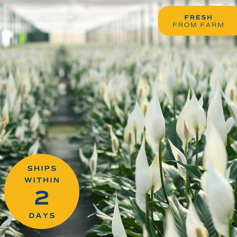 Peace Lily feeding guidance for spring and summer growth
