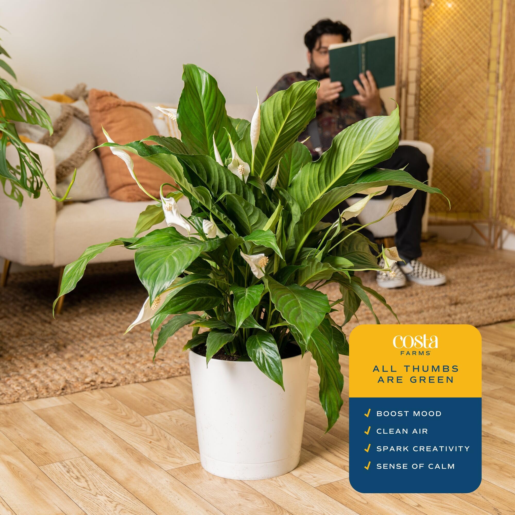 Lush Peace Lily foliage for vibrant home or office styling