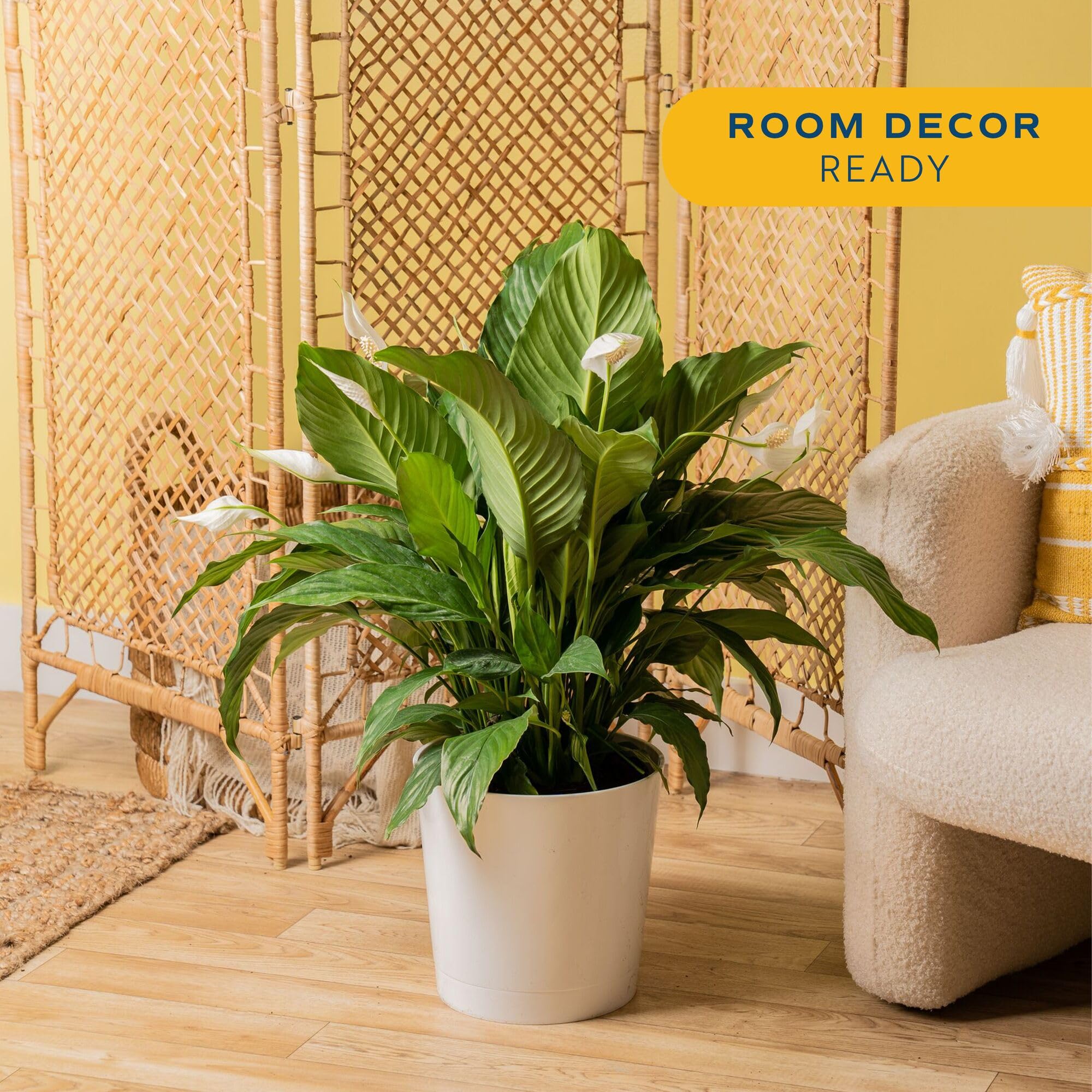 Peace Lily with large green foliage enhances indoor space ambiance