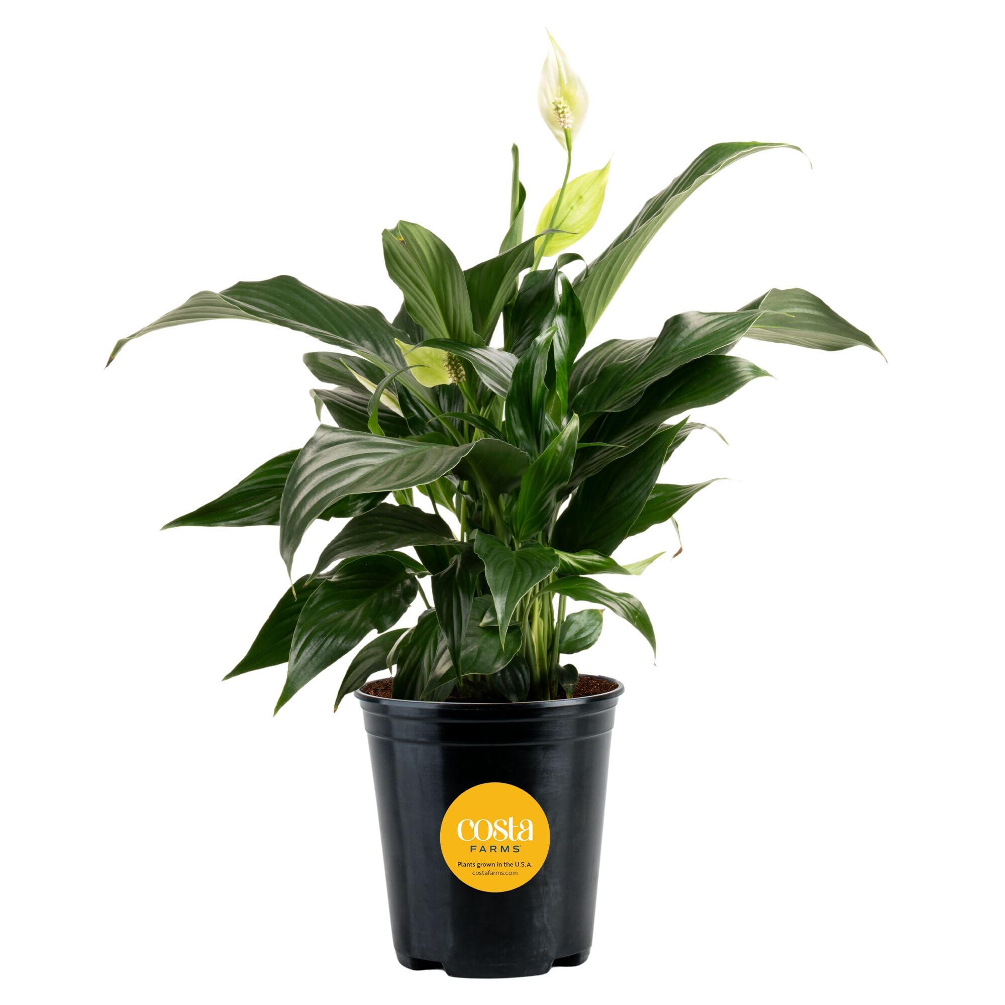 Costa Farms Peace Lily leaves shimmer in natural light for stylish home decor.