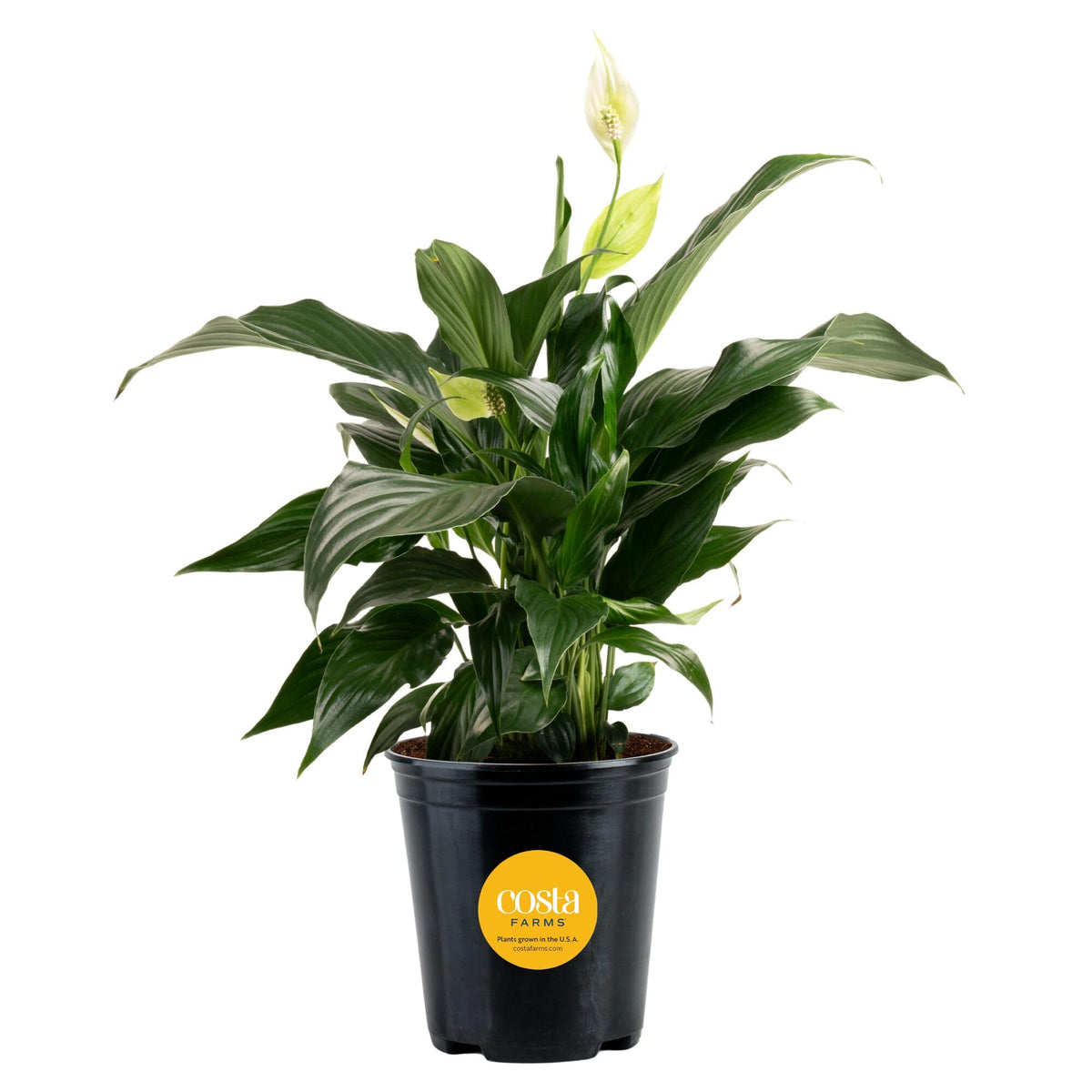 Costa Farms Peace Lily leaves shimmer in natural light for stylish home decor.