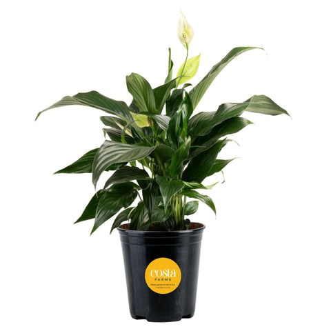 Costa Farms Peace Lily leaves shimmer in natural light for stylish home decor.