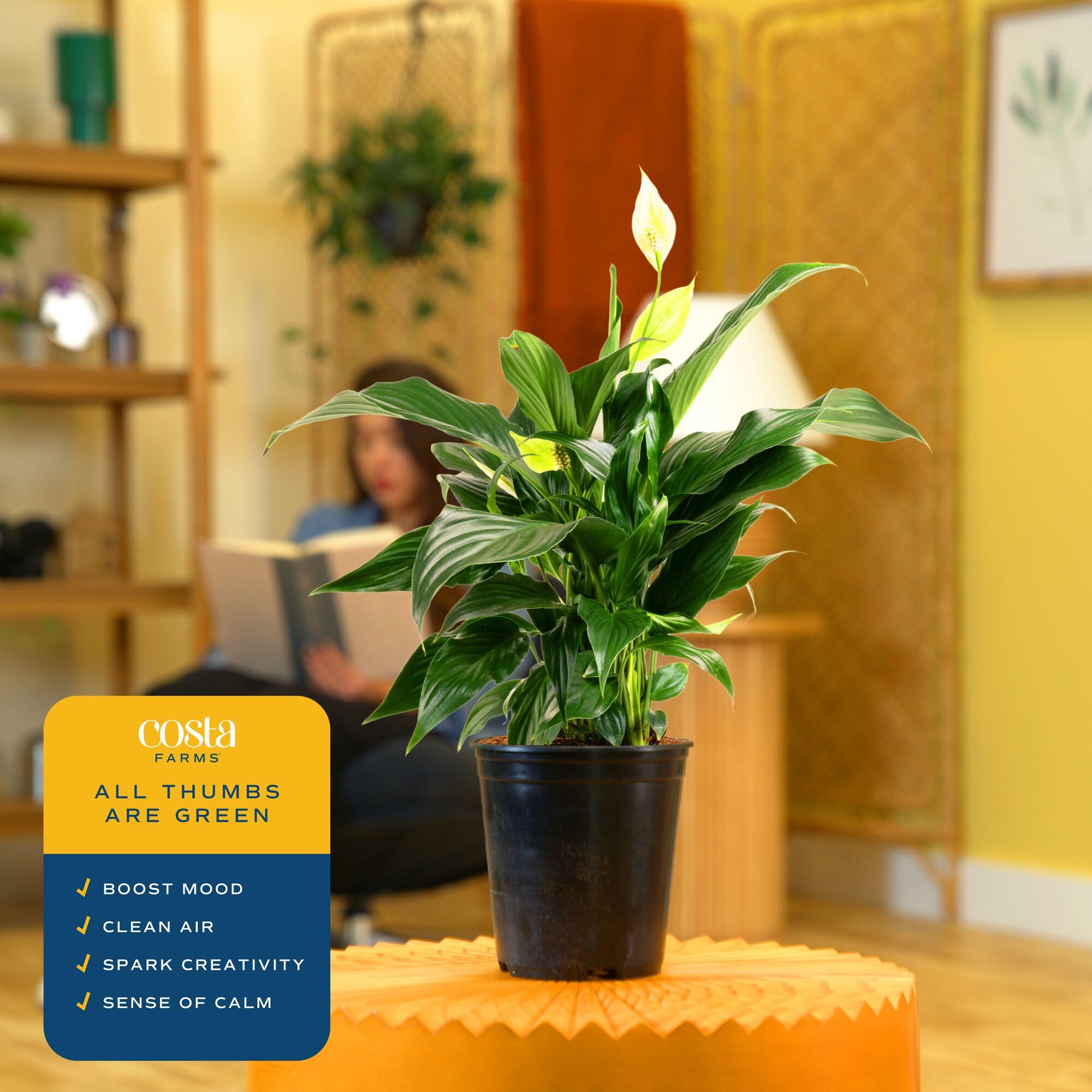 Costa Farms Peace Lily in a living room corner enhances tropical charm.