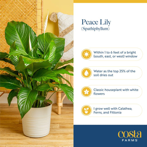 Costa Farms Peace Lily tolerates low light, ideal for bathrooms.