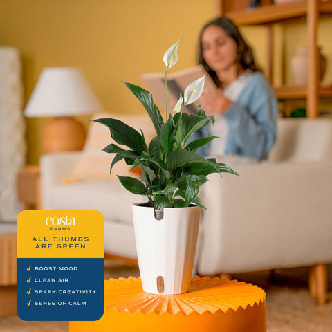 Costa Farms Peace Lily office decor brings calming elegance to workspaces.