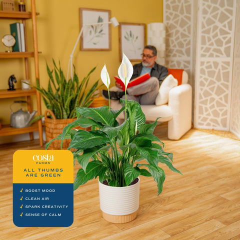Costa Farms Peace Lily in an office space brings calm and focus.