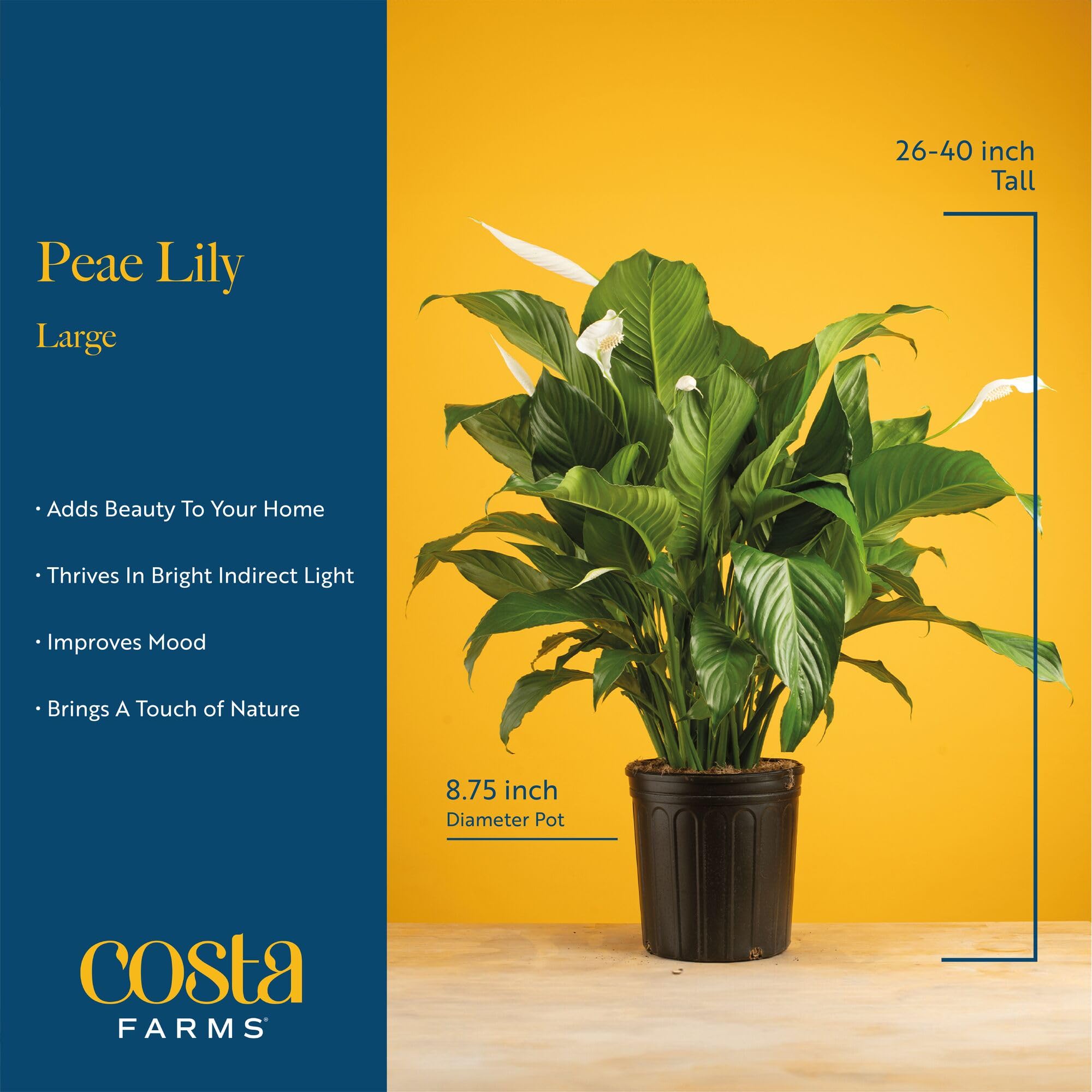 Costa Farms Peace Lily arrives securely packaged, ready to brighten your home.
