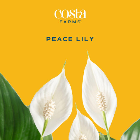 Costa Farms Peace Lily in a bright room setting enhances ambiance and air quality.